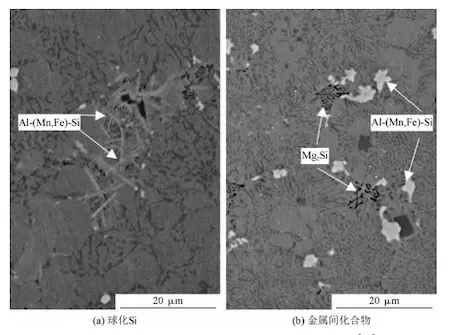 SEM images of heat-treated AISi10MnMg alloy