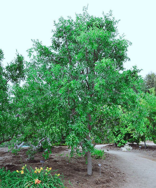 Do you think fake plants have the same benefits as real plants?