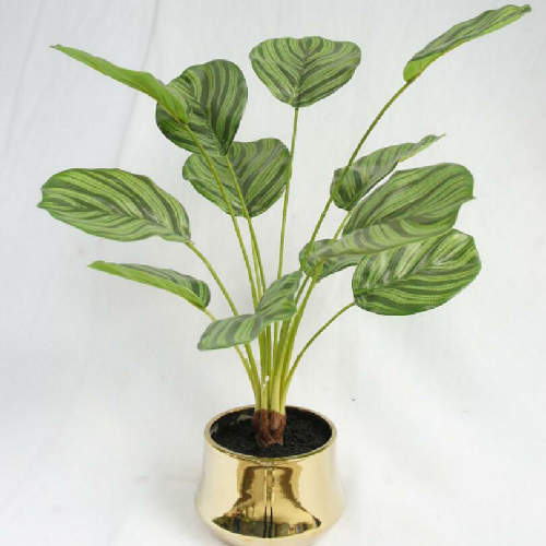 Silk West Indian Arrowroot