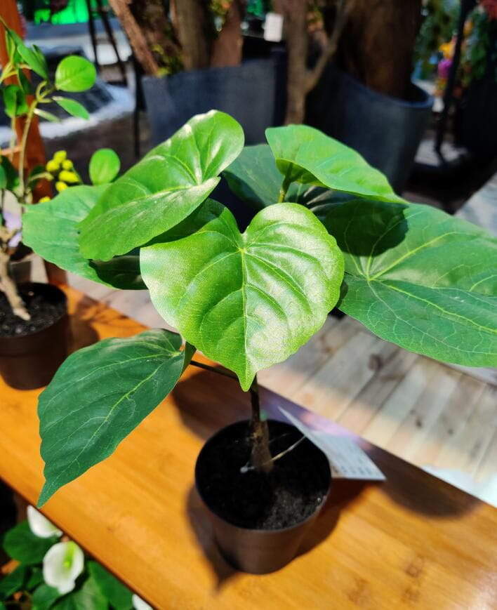 Artificial Ficus Umbellata From Sharetrade