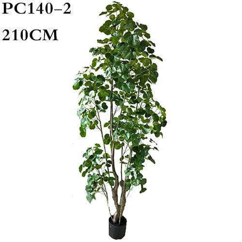 Artificial Polyscias Balfouriana Bailey, Balfour Aralia, 180CM, 210CM