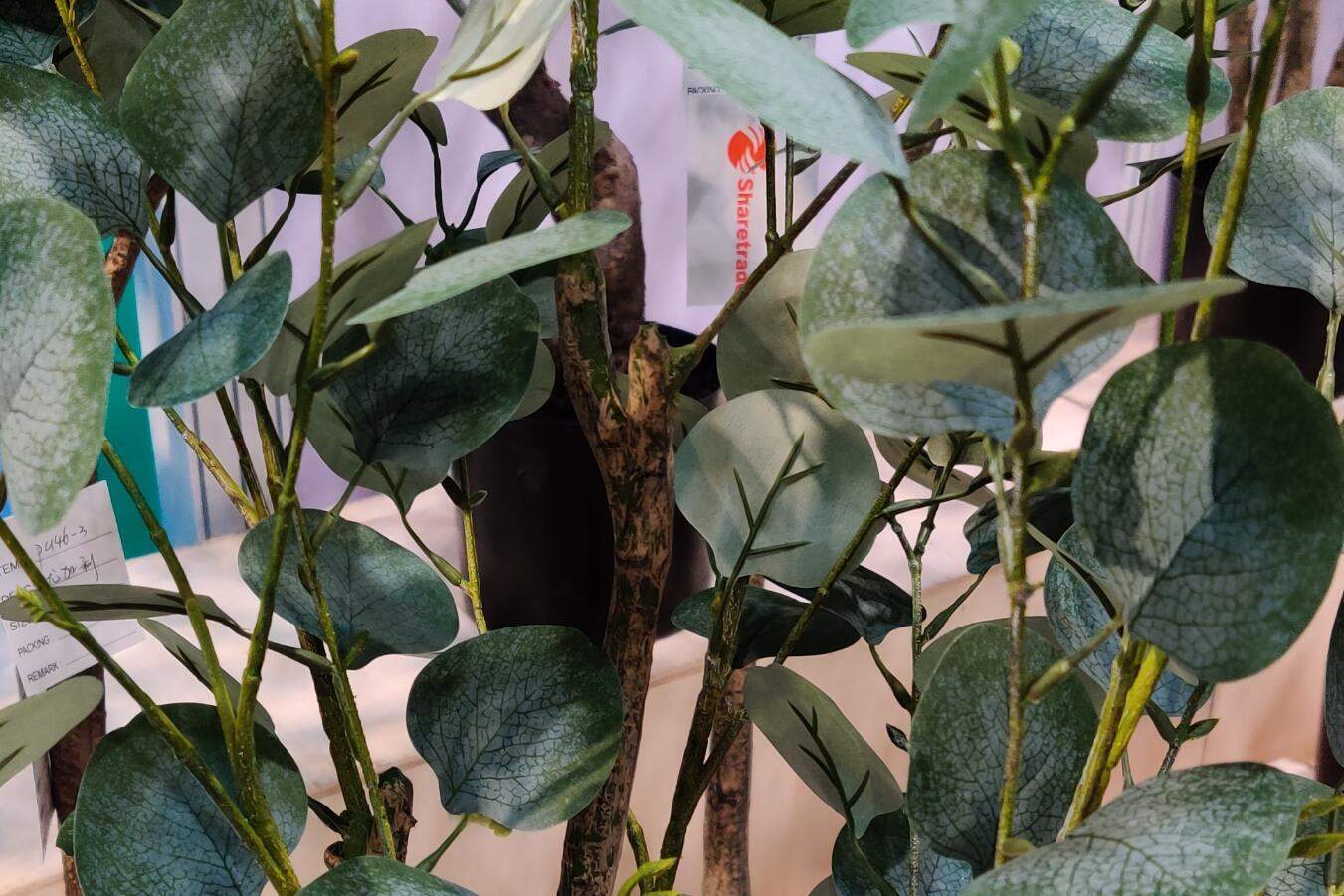Hot Sell Eucalyptus Tree