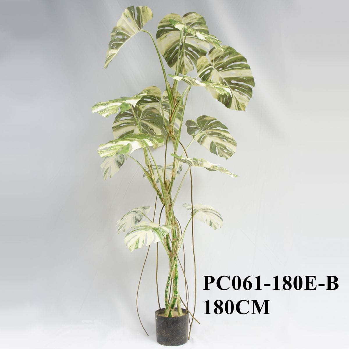 Artificial White And Green Variegated Monstera 180CM