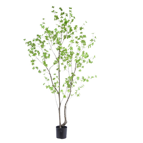 Artificial Enkianthus Perulatus, 240 CM