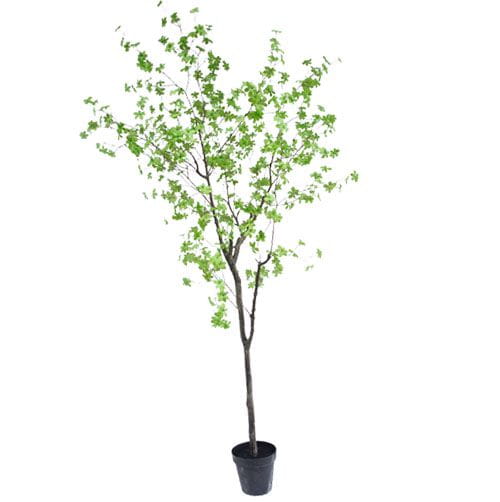 Artificial Enkianthus Perulatus, 270 CM