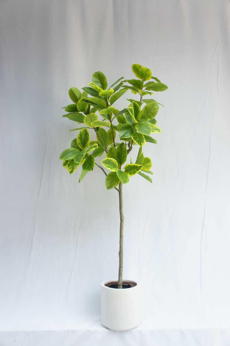 Artificial Ficus Altissima, 210 CM