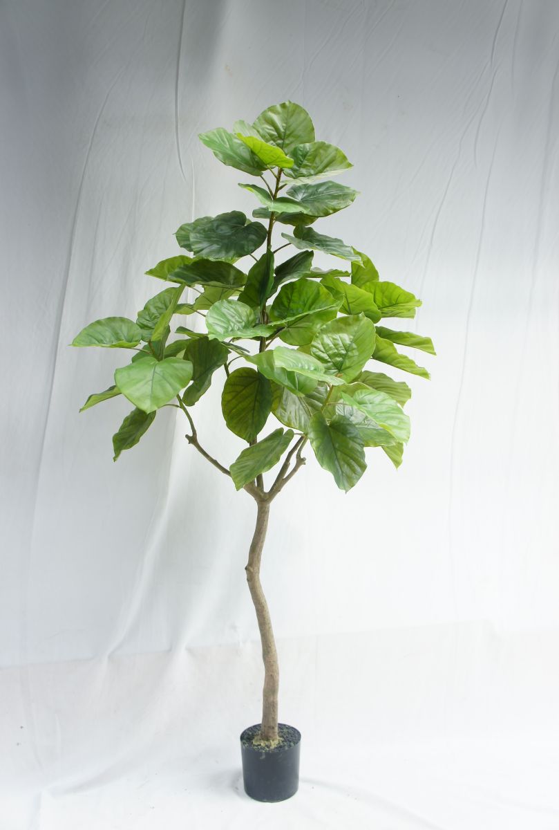 Faux Vivid Ficus Rumphii, 210 CM