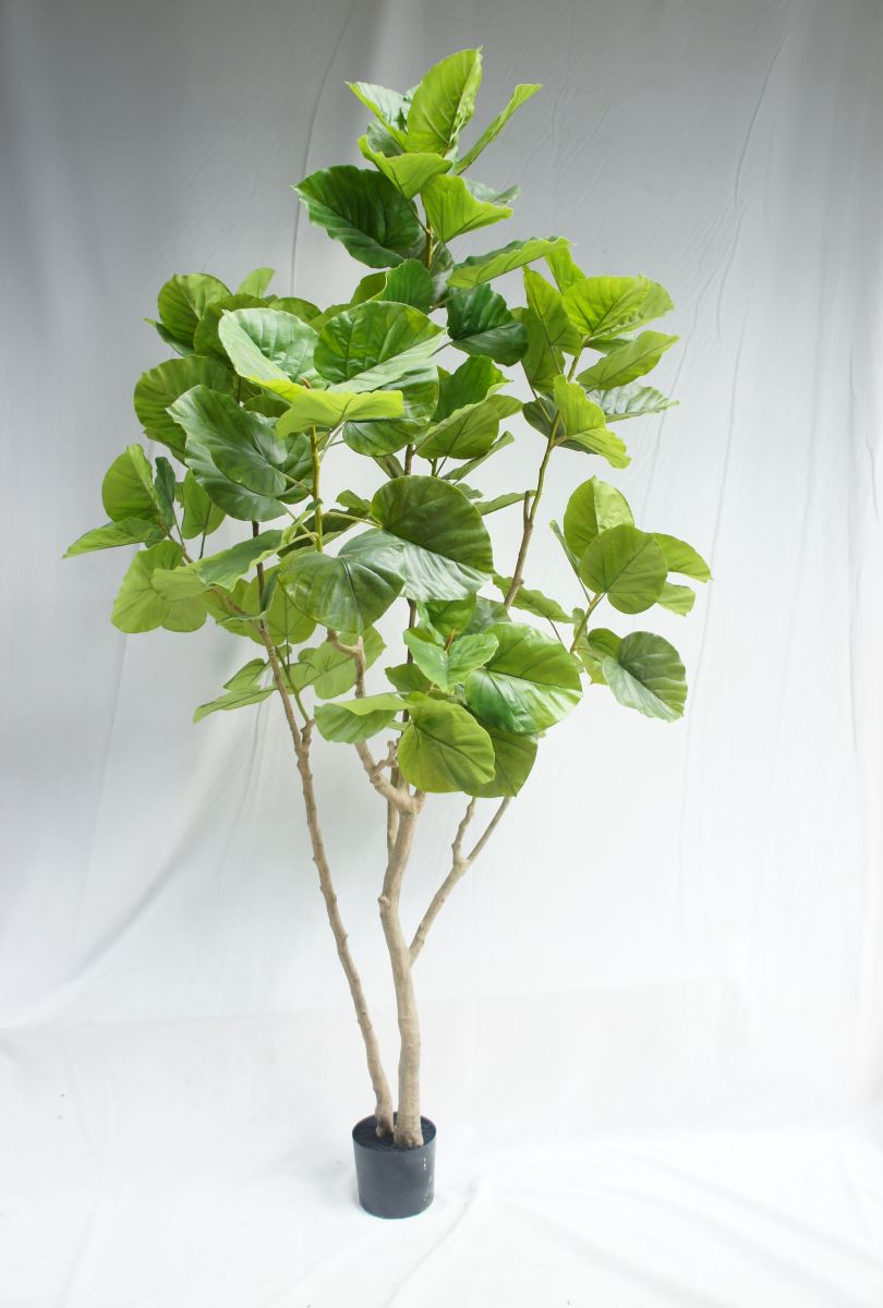 Faux Large Ficus Rumphii, 240 CM