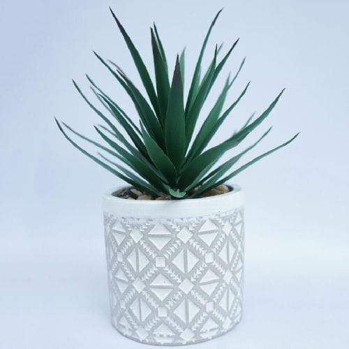 Agave Succulent in Decorative Planter