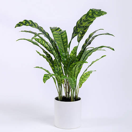 Artificial Calathea Lancifolia