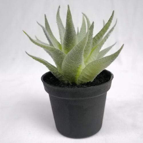 Artificial Decorative Succulent Plant