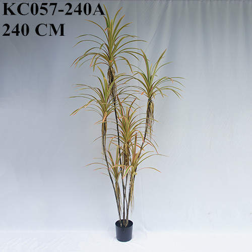 Artificial Dracaena Angustifolia Bonsai, 120 CM - 240 CM