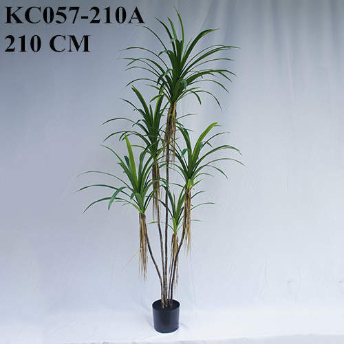 Artificial Dracaena Angustifolia Bonsai, 120 CM - 240 CM