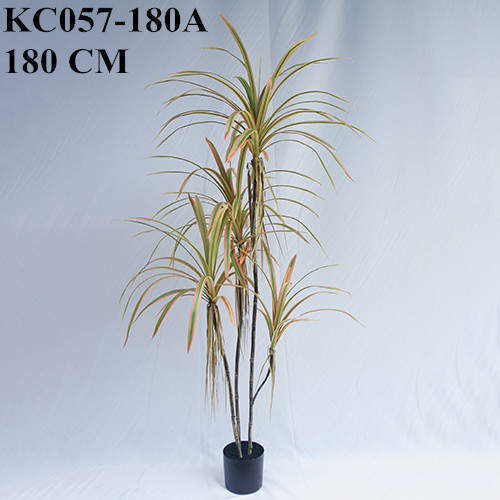 Artificial Dracaena Angustifolia Bonsai, 120 CM - 240 CM