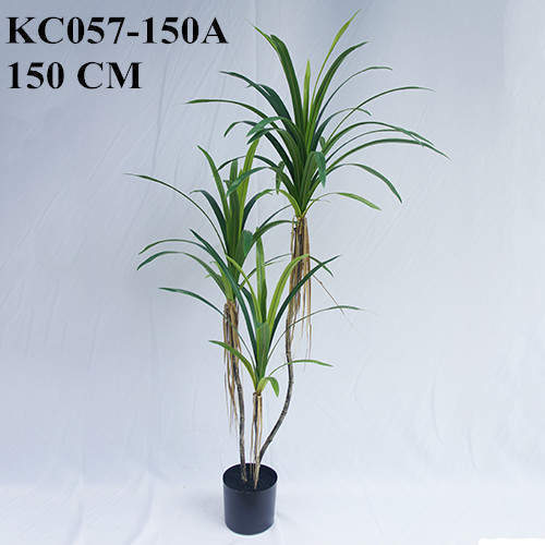 Artificial Dracaena Angustifolia Bonsai, 120 CM - 240 CM