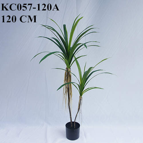 Artificial Dracaena Angustifolia Bonsai, 120 CM - 240 CM