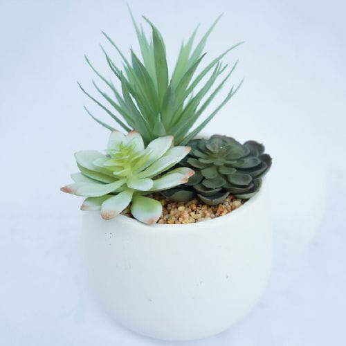 Artificial Succulent Plants with White Pots Realistic Greenery