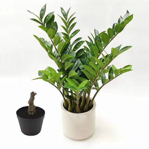 Artificial Zamioculcas Zamiifolia Bonsai, 30 CM - 70 CM