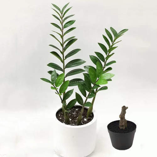 Artificial Zamioculcas Zamiifolia Bonsai, 30 CM - 70 CM