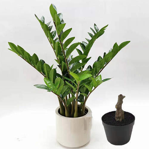 Artificial Zamioculcas Zamiifolia Bonsai, 30 CM - 70 CM
