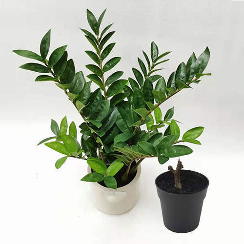 Artificial Zamioculcas Zamiifolia Bonsai, 30 CM - 70 CM - Sharetrade