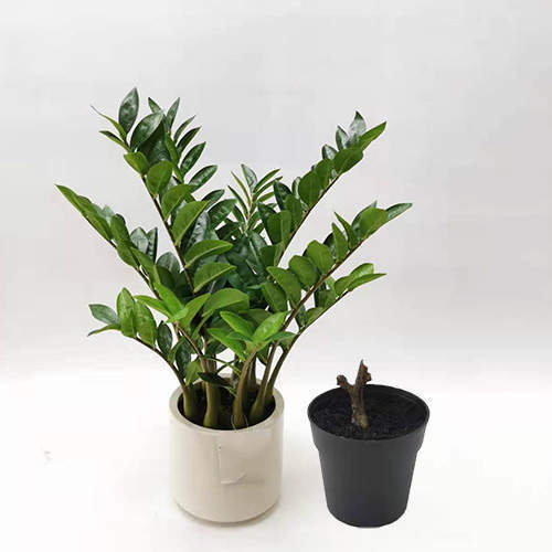 Artificial Zamioculcas Zamiifolia Bonsai, 30 CM - 70 CM - Sharetrade