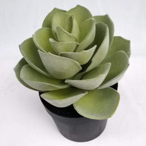 Lifelike Succulent Plants