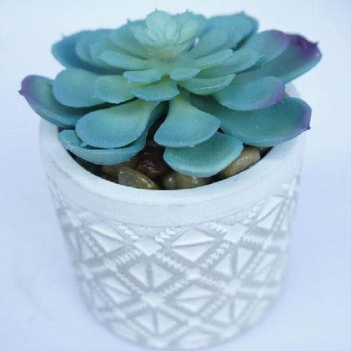 Mini Potted Succulent Plant
