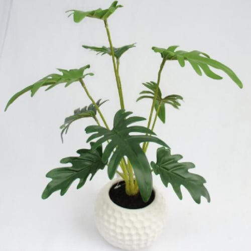Monstera Deliciosa Potted, 39 CM