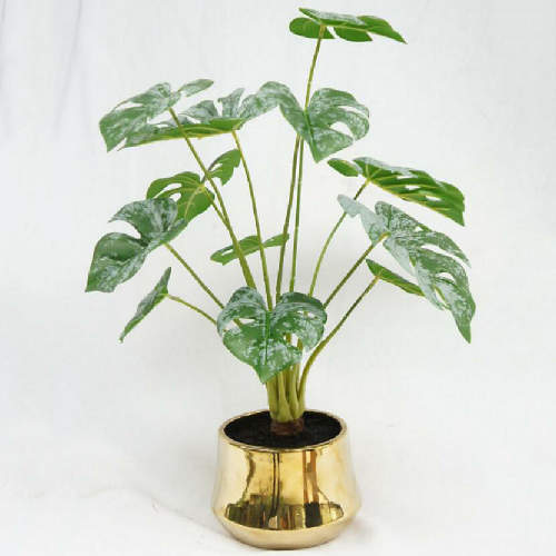 Monstera Plant with Pot, 51 CM