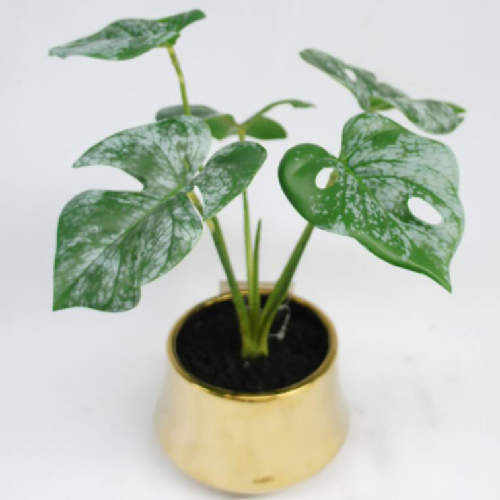 Monstera Tabletop Plant, 26 CM