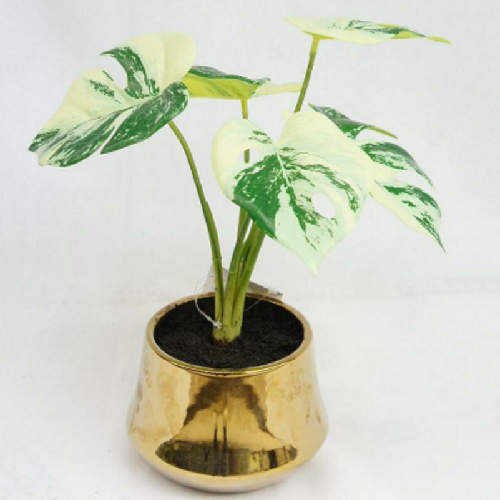 New Design Monstera, 26 CM