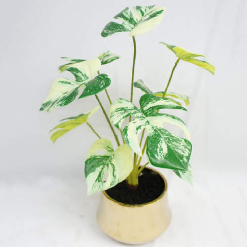 Potted Swiss Cheese Plant, 40 CM