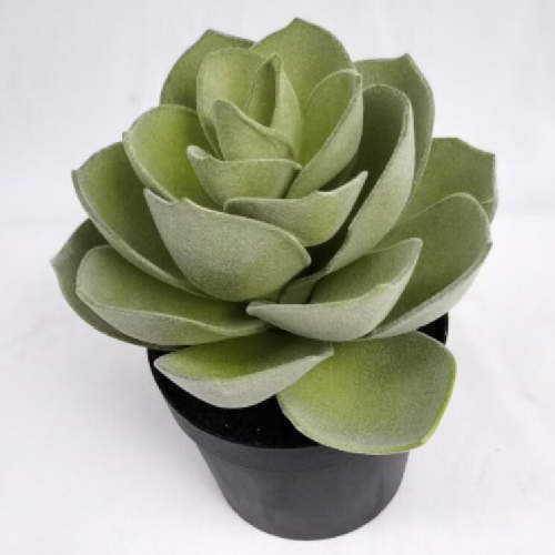 Realistic Succulents