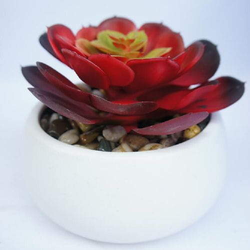 Red Succulent Plants