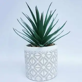 Agave Succulent in Decorative Planter