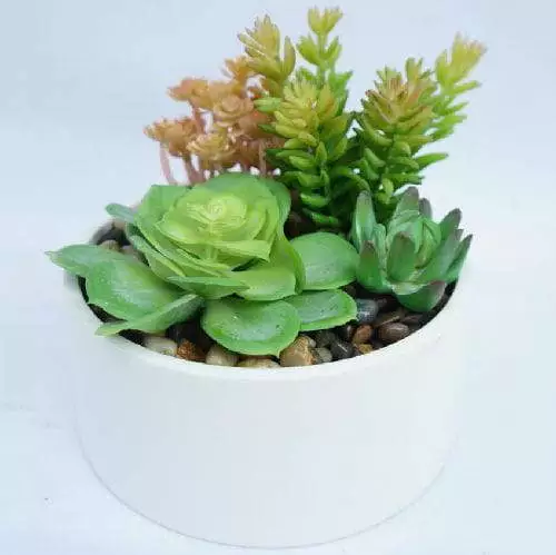 Artificial Succulent Plants with White Planter