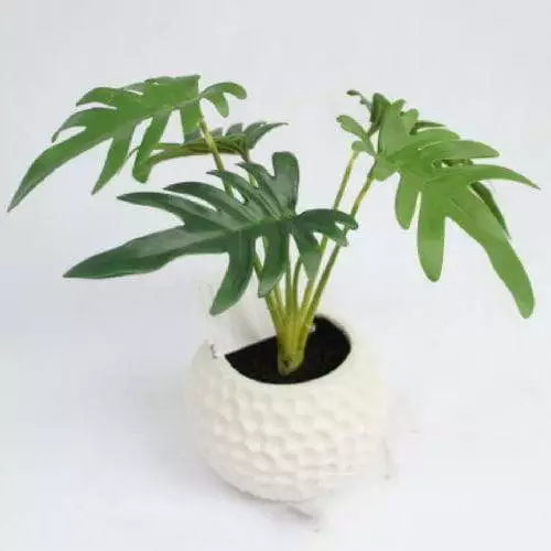Mini Potted Monstera Plant, 26 CM