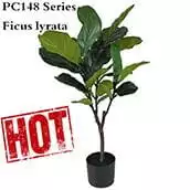 Ficus lyrata (Fiddle Leaf Fig Tree) - One of the most popular decor