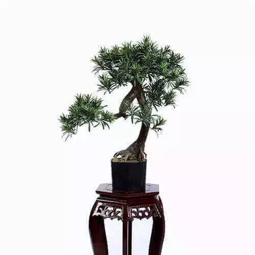 Faux Pine Tree Bonsai For Indoors