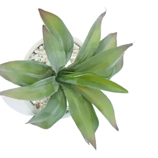 Artificial Best Selling Succulents, 25 CM