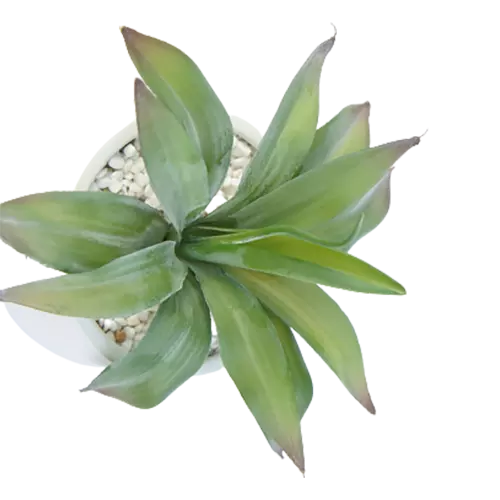 Artificial Best Selling Succulents, 25 CM