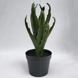 Artificial Tabletop Succulents