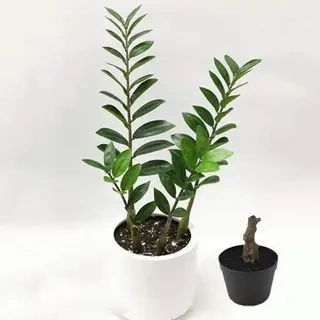 Artificial Zamioculcas Zamiifolia Bonsai, 30 CM - 70 CM
