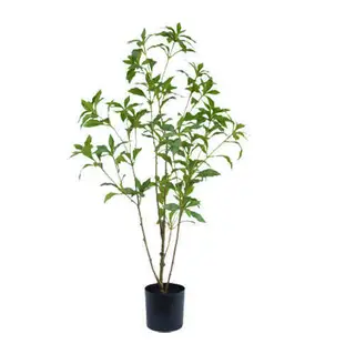 Artificial Pieris Japonica Tree, 90 CM