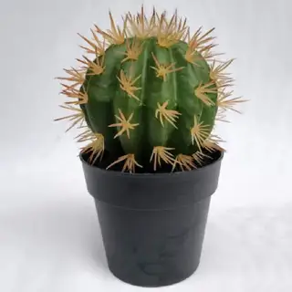 Lifelike Succulents