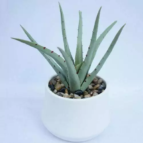 Spiky Agave Artificial Succulent Plant
