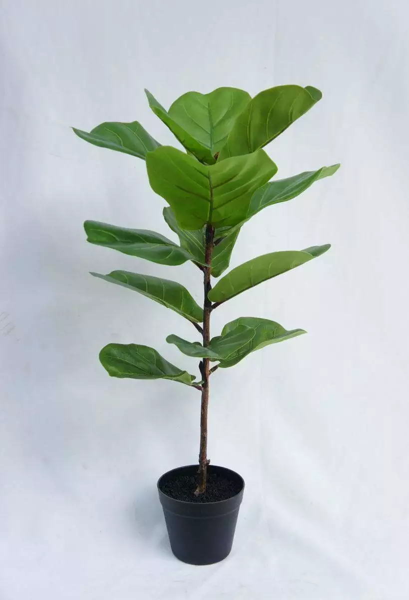 Artificial Newest Ficus Pandurata Tree, 80 CM