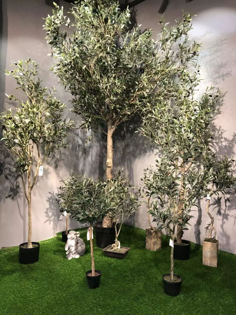 Hot Sell Olive Tree