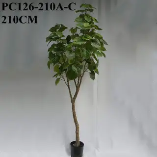 Artificial Heart-shaped Leaves Ficus Umbellata, 210 CM